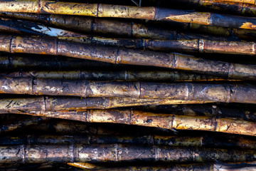 pile sugarcane burned in the harvest season, sugar cane fresh, sugarcane burn in field, sugar cane burned in plantation