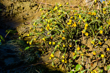Foalfoot (tussilago farfara) blossoming on spring
