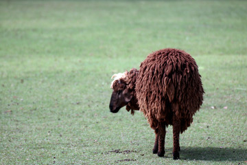sheep brown cute standing on the grass, alone sheep on the meadow