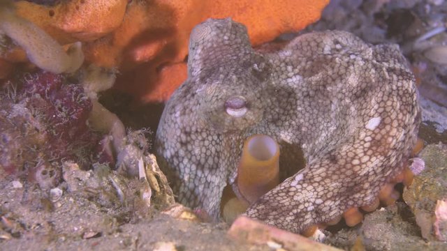 Close up of octopus creature with tenteacles resting on groud of sea with coral reefs