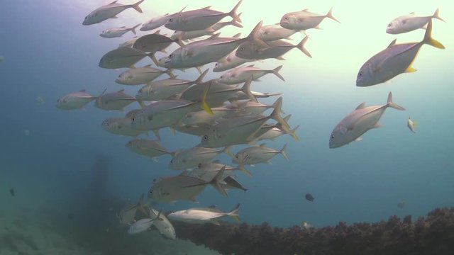 School of trevally fish family swimming in deep ocean during sunflares shining into ocean,zoom in