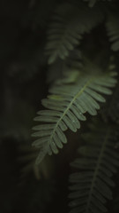 green fern leaf