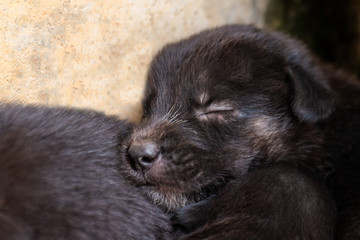 little puppy dog sleep, cute black puppy sleeping