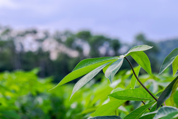 cassava leaf in planting land (selective focus) for background, copy space