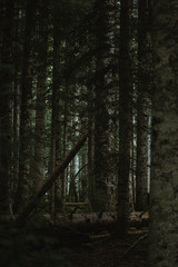 Fototapeta premium Bosque oscuro
