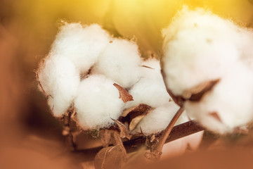 close-up of cotton plant flower in cotton field background with yellow sunset light
