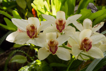 Tropical flora. Cymbidium orchid flowers of white, yellow and purple petals, blooming in the garden. 