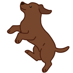 Outlined chocolate Labrador jumping in side view