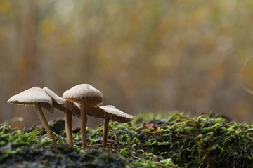 Small beige forest mushrooms in the moss.
