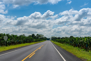 Fototapeta premium Two-lane asphalt road with banana plantations on both sides. Colombia.