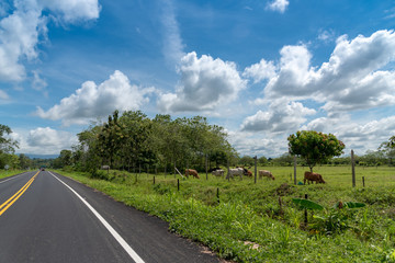 Cows grazing on the edge of a two lane asphalt highway in colombia