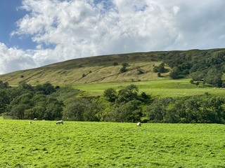 Landscape, of fields, meadows, trees, and hills in the distance in, Bishopdale, Leyburn, UK