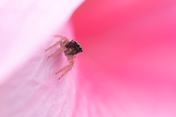 spider on pink flower