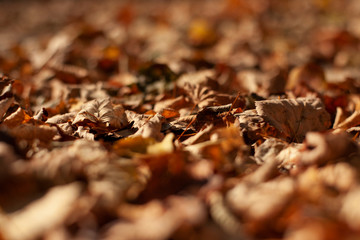 autumn leaves on the ground