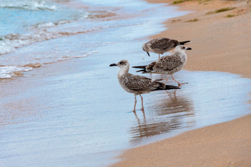 Seagull on the sandy shore of the Black Sea. Krasnodar region. Russia.