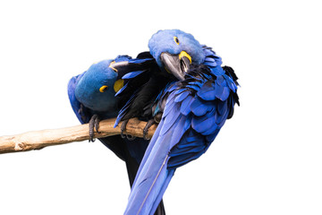 Two hyacinth macaws sitting on tree