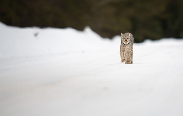 Canadian lynx in the wild