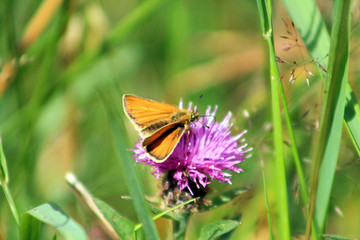 Skipper butterfly,moth nectaring on thistle In UK on a summers afternoon
