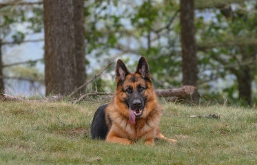 German Shepherd lying head-on in the grass looking directly at the camera.