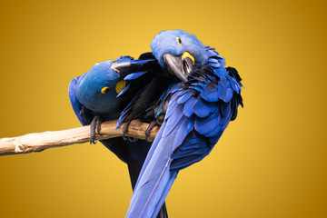 Two hyacinth macaws sitting on tree