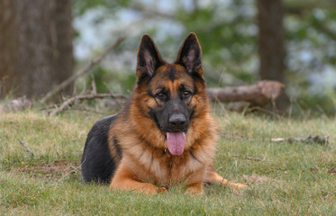 Naklejka premium German shepherd with his tongue out of his mouth relaxed looking at the camera. Lying on the grass facing the camera