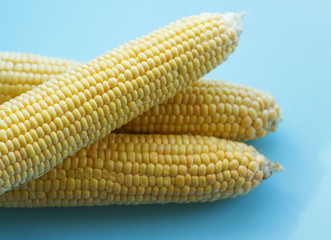 three large cobs of ripe corn on a blue background. Vitamins, vegetable diet, proper nutrition, healthy and balanced nutrition. Rich harvest from the garden