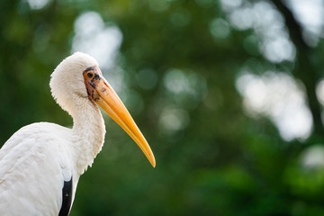 Stork. White bird. Mycteria cinerea