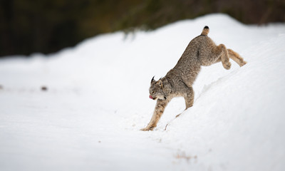 Obraz premium Canadian lynx in the wild