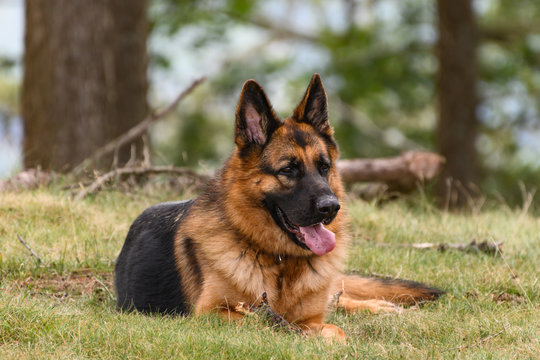 German shepherd dog standing in front of the grass while looking out of the photograph in front to the right of the photo.
