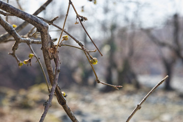 Tree in early spring. View from below. Selective focus.