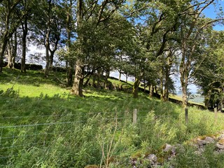 Trees in a small plantation, with long grasses, wild plants, high on the hills above, Aysgarth, Yorkshire, UK