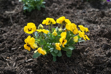 Gelbe Veichen im Beet