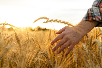 The hand touches the ears of wheat. Farmer in a wheat field. Rich harvest concept