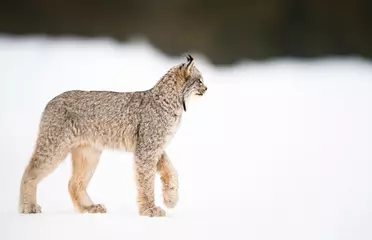 Papier Peint photo autocollant Lynx Lynx canadien à l& 39 état sauvage
