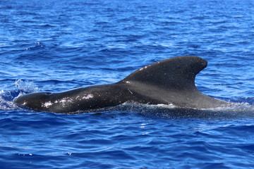 Naklejka premium Grindwal Rückenflosse