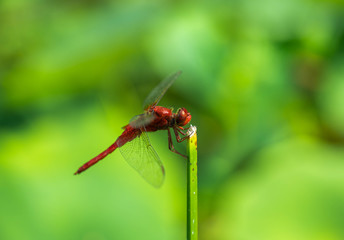 ショウジョウトンボ　オス