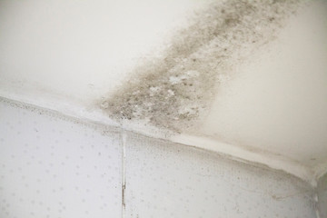 Mold found after inspection of the property for sale in the neighborhood of são paulo brazil during the rainy season in the city