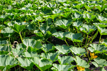 Courgette/Zucchini Plants Growing on an Allotment