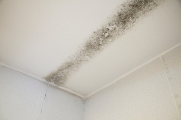 Mold found after inspection of the property for sale in the neighborhood of são paulo brazil...
