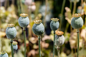 Poppy Seed Heads at the End of Flowering