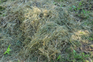 Dry grass on the lawn. Russia.