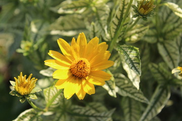 Beautiful yellow flower. Macro. Russia.