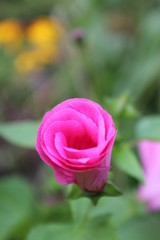 Pink flower petals. Russia.