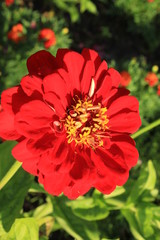 Beautiful flower illuminated by the sun. Macro. Russia.