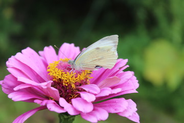 Small butterfly on a flower. Russia.