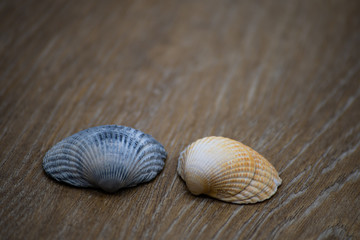 Fototapeta na wymiar Two seashells on a laminate floor
