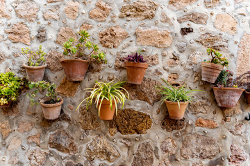 Fototapeta na wymiar A lot of pots with green plants hanging on Old stone wall in Valldemossa