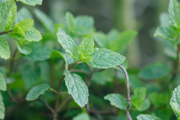 mint leaves