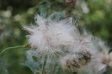 Small fluffy flower. Macro. Russia.