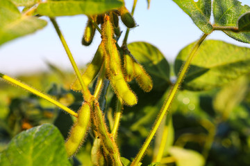 Young, still green soybean plantation, close up. Soybean plant. Soybean pods. Soybean field. Sunny summer day. Agriculture, the concept of a good harvest.